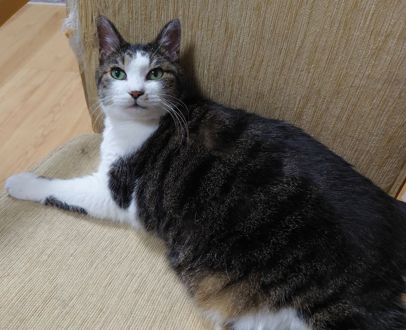 f:id:yoreyoreshogun:20200901095312j:plain