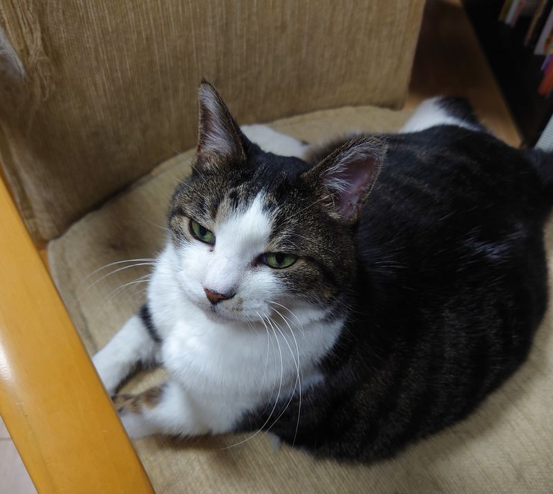 f:id:yoreyoreshogun:20200901095329j:plain