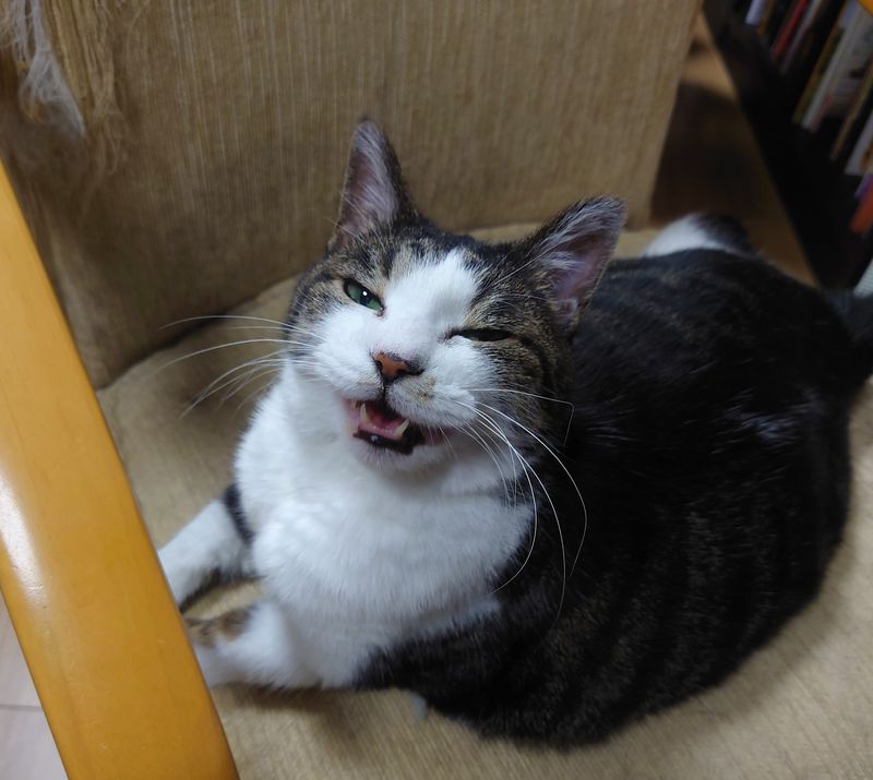 f:id:yoreyoreshogun:20200901095331j:plain