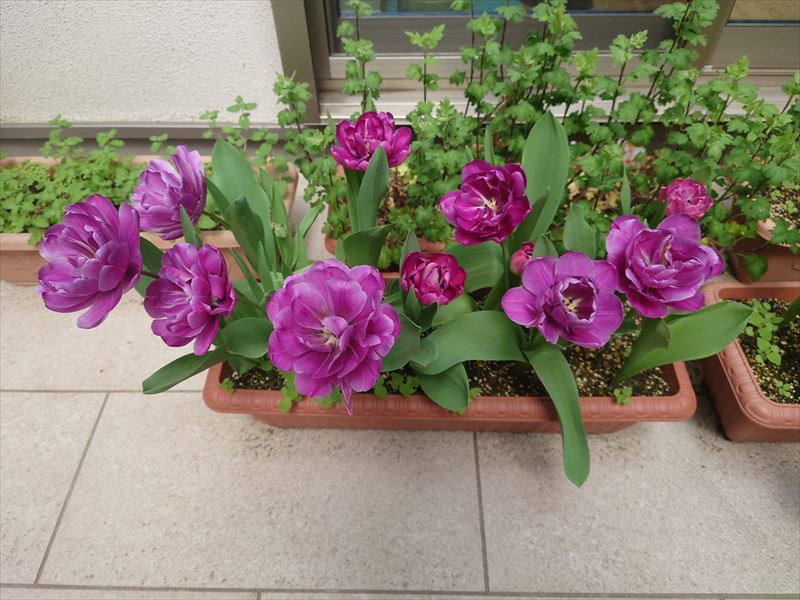 f:id:yoreyoreshogun:20210406190003j:plain