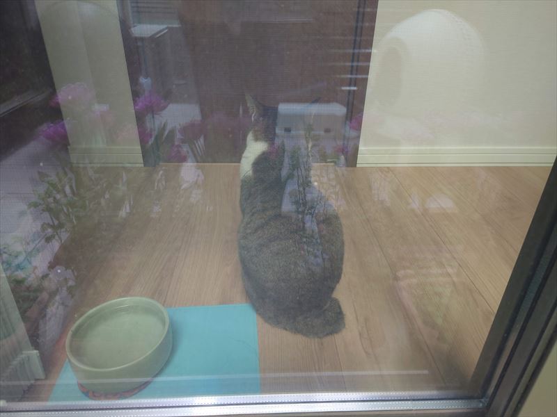 f:id:yoreyoreshogun:20210406190007j:plain