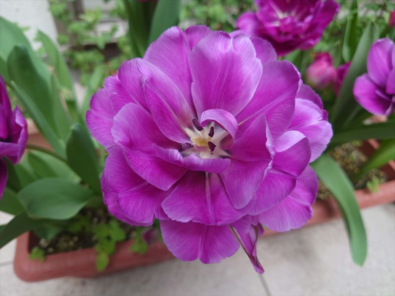 f:id:yoreyoreshogun:20210406190013j:plain