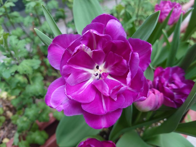 f:id:yoreyoreshogun:20210406190017j:plain