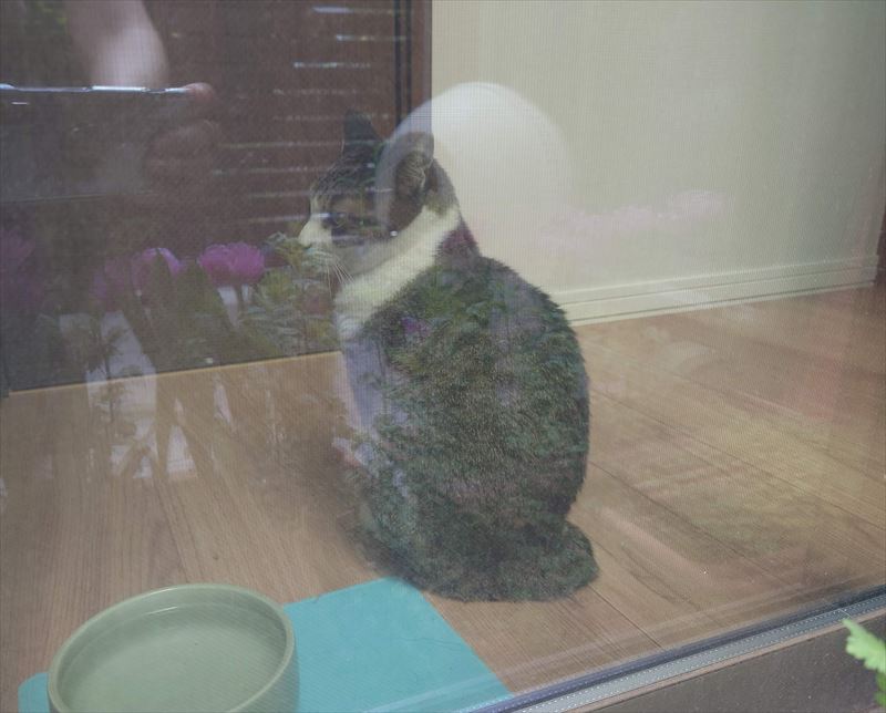 f:id:yoreyoreshogun:20210406190020j:plain