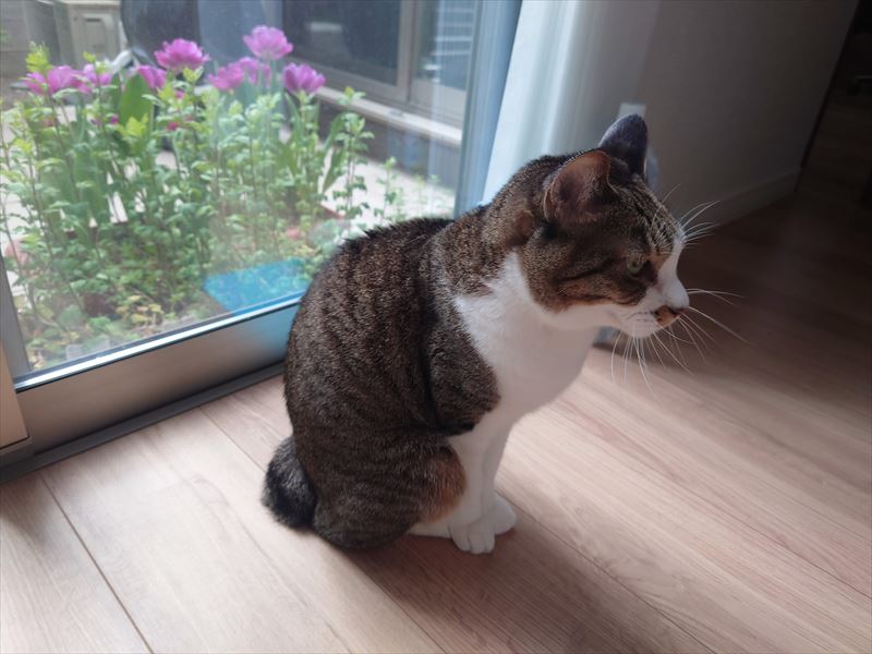 f:id:yoreyoreshogun:20210406190023j:plain