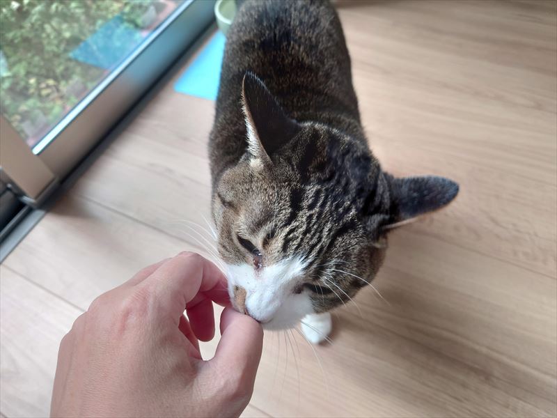 f:id:yoreyoreshogun:20210406190026j:plain