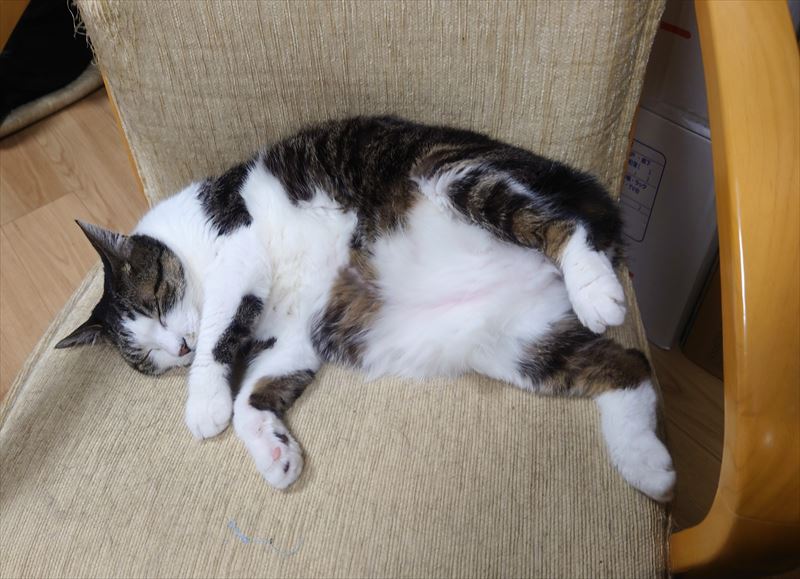 f:id:yoreyoreshogun:20210406190214j:plain