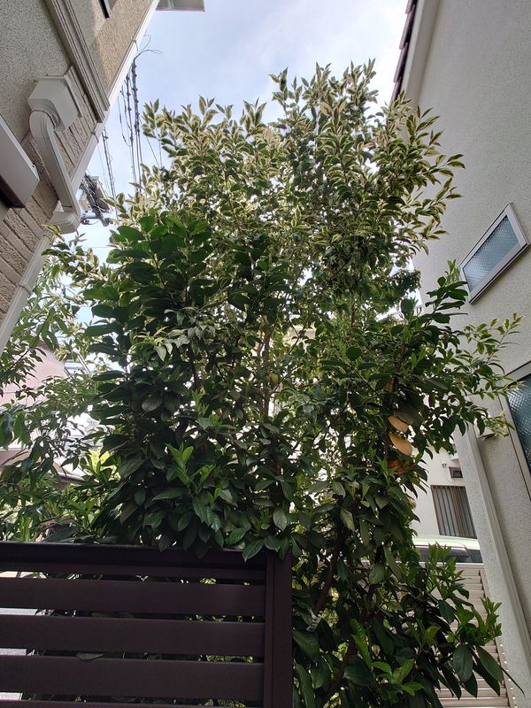 f:id:yoreyoreshogun:20210428121153j:plain