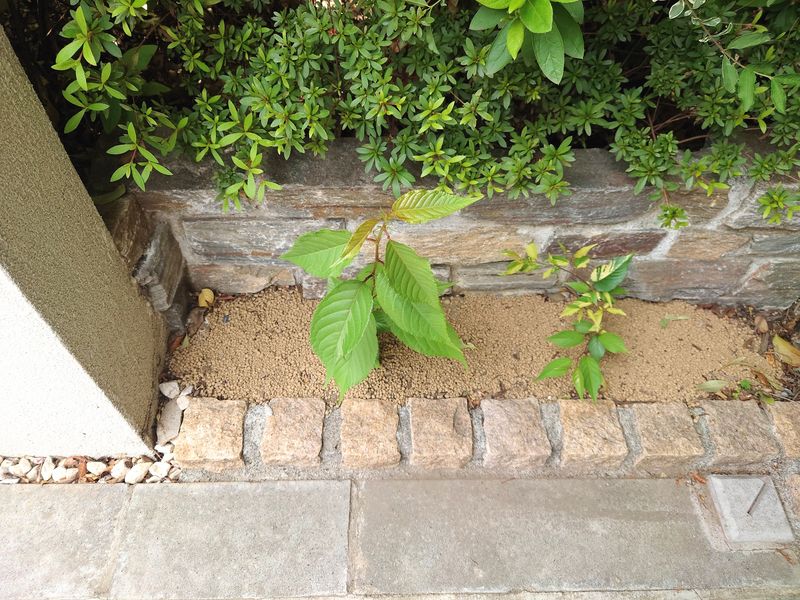 f:id:yoreyoreshogun:20210428171202j:plain