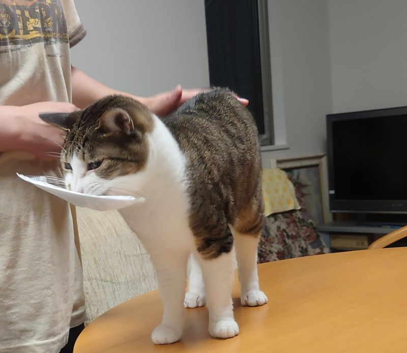 f:id:yoreyoreshogun:20210430232419j:plain