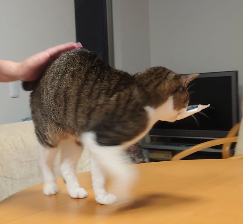 f:id:yoreyoreshogun:20210430232422j:plain