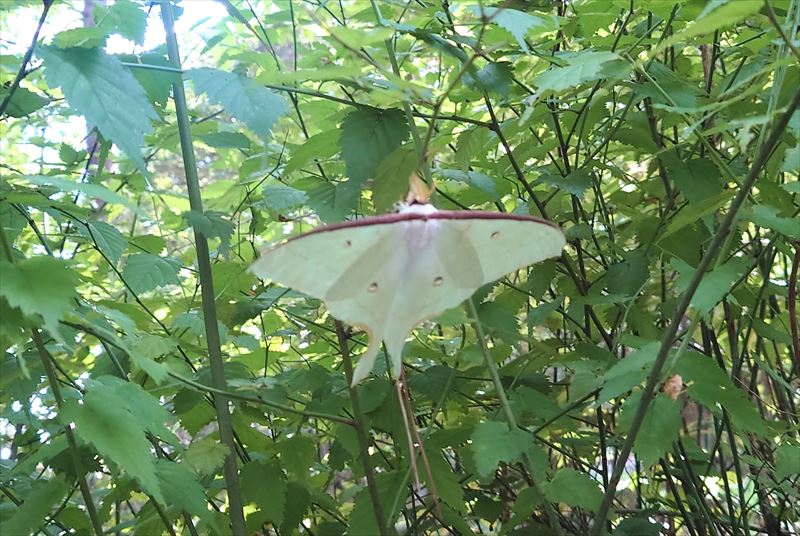 セミレンジャー開幕戦翌日 よれよれ将軍のよれよれ日記 セミレンジャー開幕戦翌日 よれよれ将軍のよれよれ日記