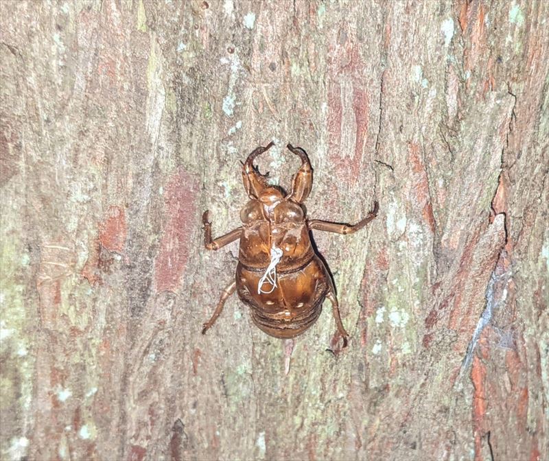 f:id:yoreyoreshogun:20210925173744j:plain