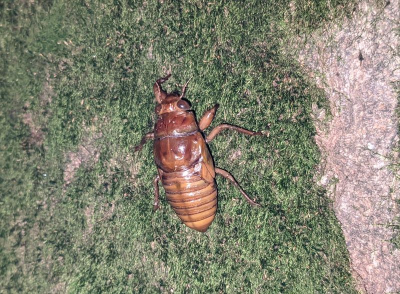 f:id:yoreyoreshogun:20210925173751j:plain