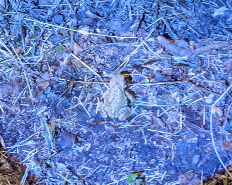 f:id:yoreyoreshogun:20210925173758j:plain