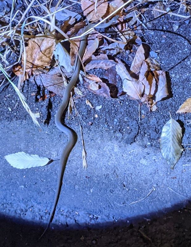 f:id:yoreyoreshogun:20210925173803j:plain