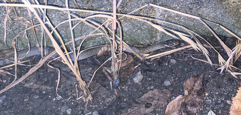 f:id:yoreyoreshogun:20210925173805j:plain