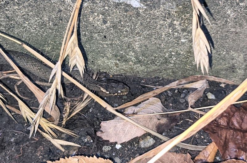 f:id:yoreyoreshogun:20210925173809j:plain