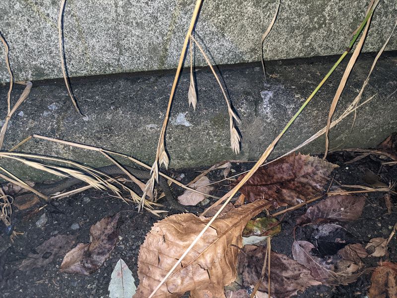 f:id:yoreyoreshogun:20210925173812j:plain