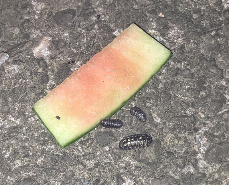 f:id:yoreyoreshogun:20210925173814j:plain