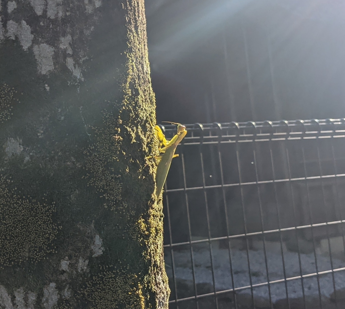 f:id:yoreyoreshogun:20220115144300j:plain