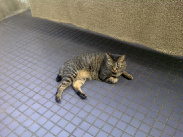 f:id:yoricafe:20111008160350j:image