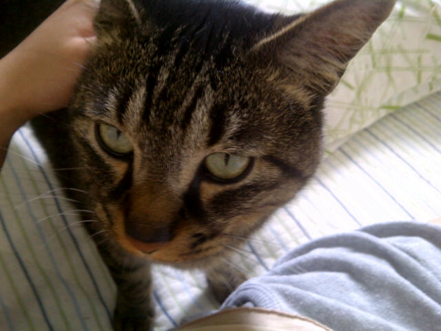 f:id:yoricafe:20120614210140j:image