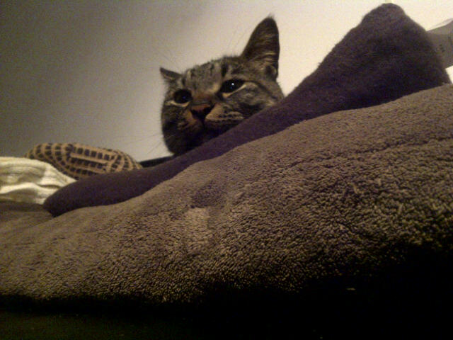 f:id:yoricafe:20120625180534j:image