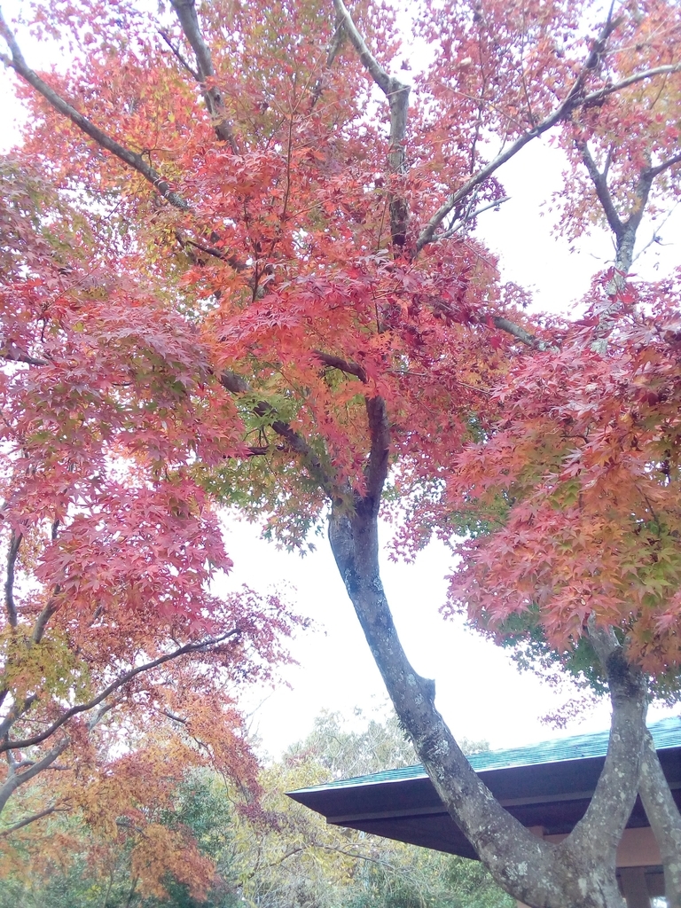 f:id:yoriyori734:20181114063506j:plain