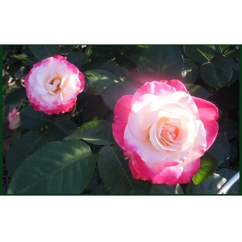 f:id:yoro-schon:20191022131418j:plain f:id:yoro-schon:20191022131418j:plain