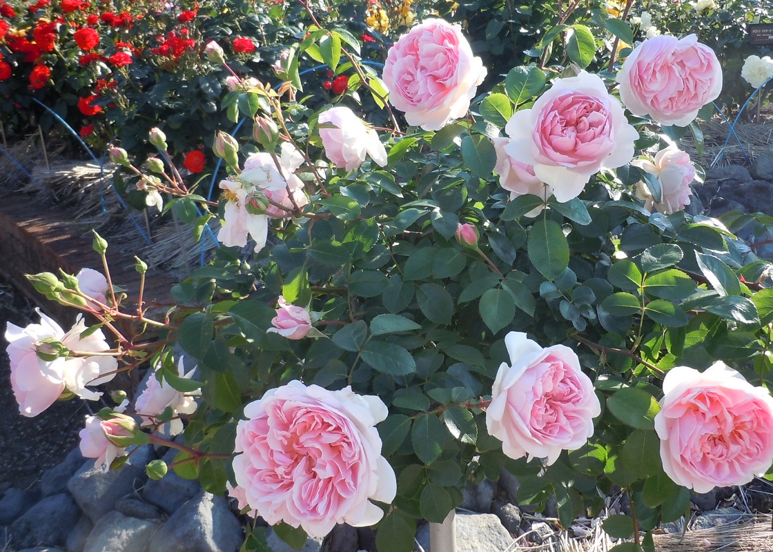 f:id:yoro-schon:20191221085203j:plain
