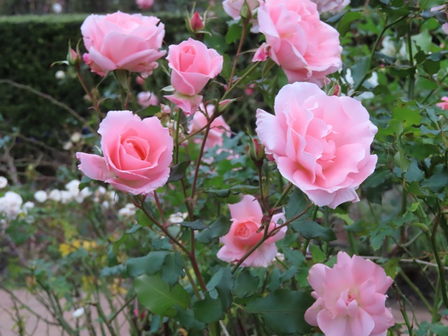 f:id:yoro-schon:20191224094627j:plain