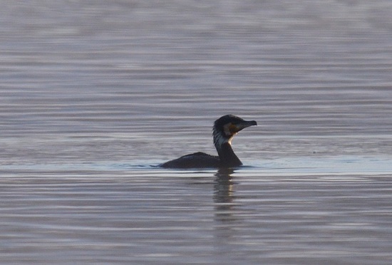 DSC_1766.jpg