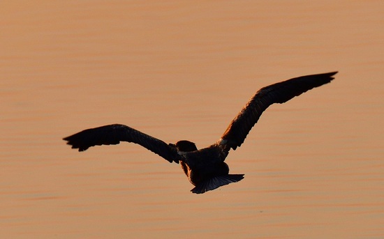 DSC_9394_00001.jpg
