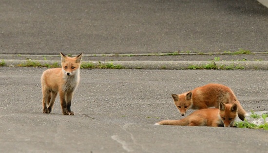 DSC_3503.jpg
