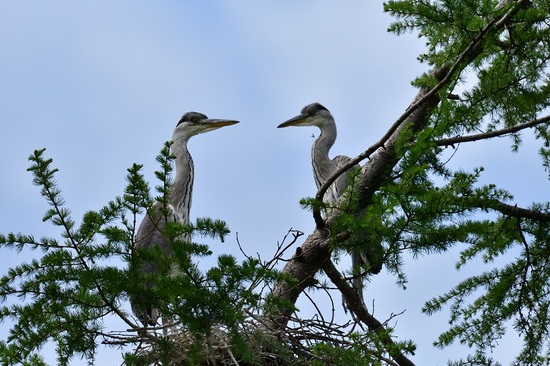 DSC_2810-4.jpg