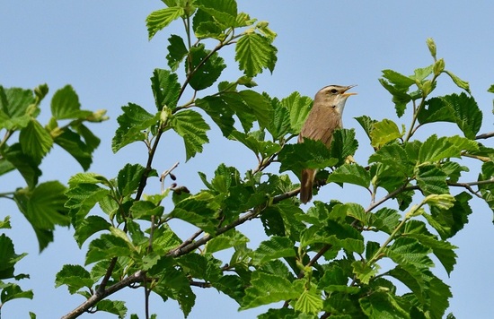 DSC_2814-1.jpg