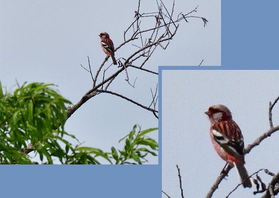 DSC_2814-3.jpg