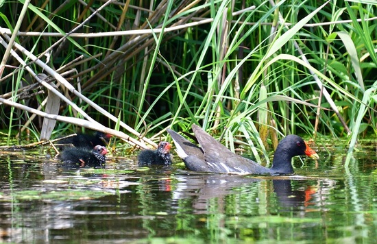 DSC_9686_00001.jpg