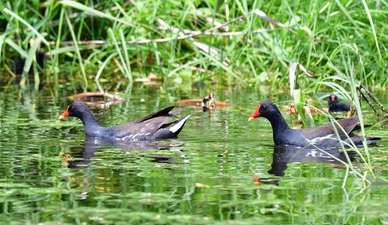 DSC_9697_00001.jpg