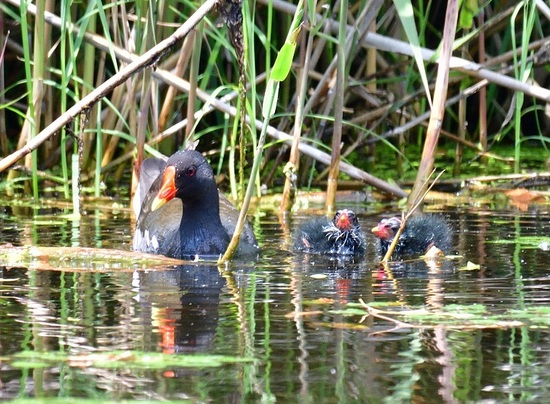DSC_9707_00001.jpg