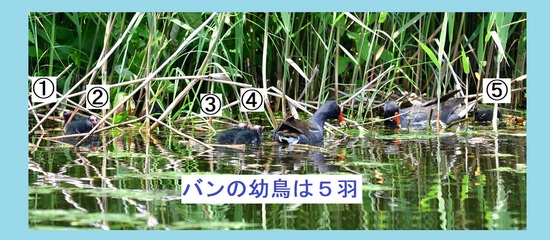 DSC_9710_00001.jpg