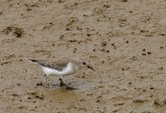 DSC_6062.jpg