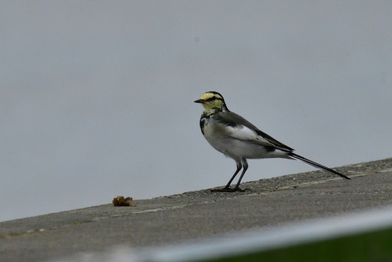DSC_6130.jpg