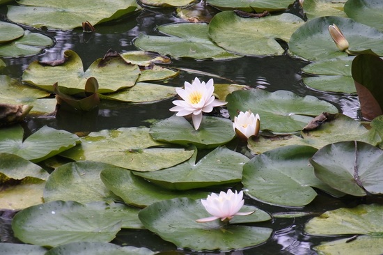 DSC_6233.JPG