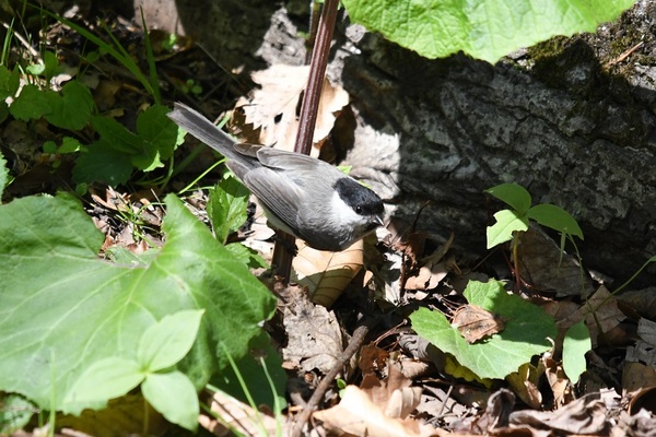 DSC_5389.JPG