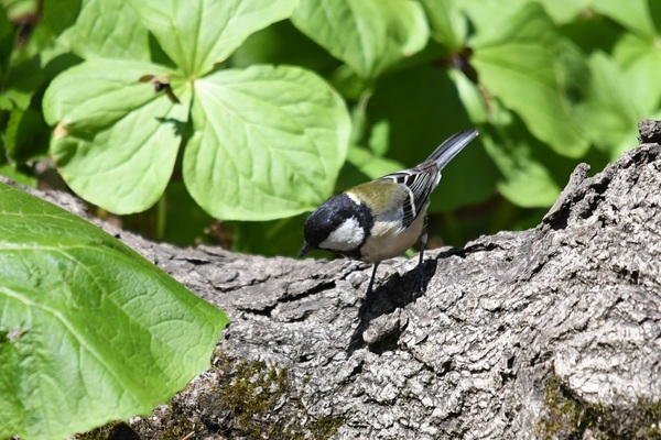 DSC_5395.JPG