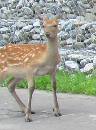 DSC_6007.JPG