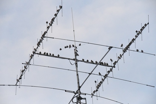 DSC_0441.JPG