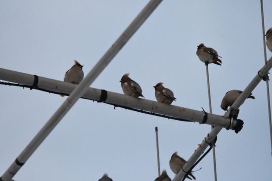 DSC_0444.JPG